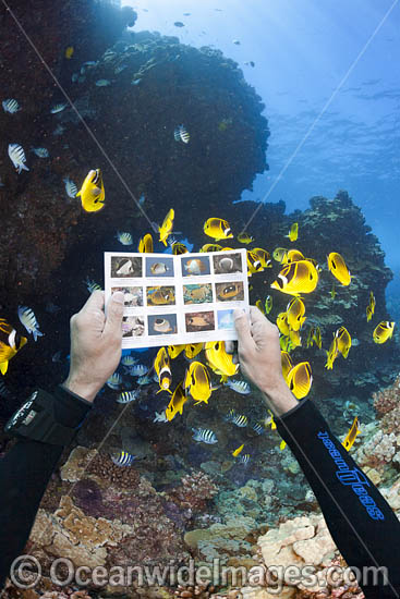 Scuba diver and Butterfly Fish photo