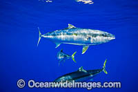 California Yellowtail Photo - David Fleetham