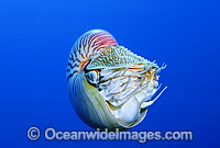 Chambered Nautilus Nautilus pompilius Photo - Gary Bell