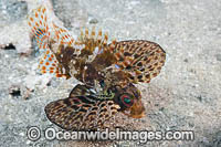 Hawaiian Lionfish Photo - David Fleetham