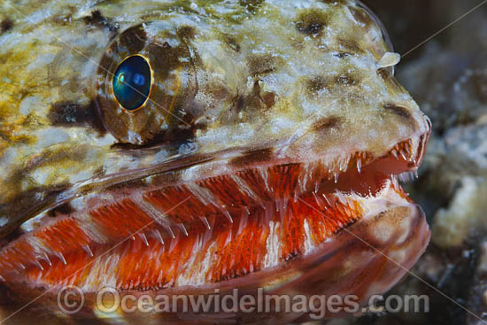 Orangemouth Lizardfish photo