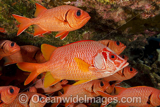 Longjaw Squirrelfish (Sargocentron spiniferum) amongst Bigscale Soldierfish (Myripristis berndti). Photo taken off Hawaii, USA. Photo - David Fleetham Longjaw Squirrelfish (Sargocentron spiniferum) amongst Bigscale Soldierfish (Myripristis berndti). Photo taken off Hawaii, USA. Photo - David Fleetham