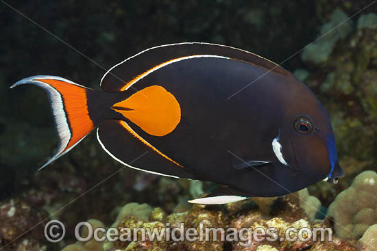 Achilles Tang (Acanthurus achilles). Photo taken off Hawaii, USA. Photo - David Fleetham Achilles Tang (Acanthurus achilles). Photo taken off Hawaii, USA. Photo - David Fleetham