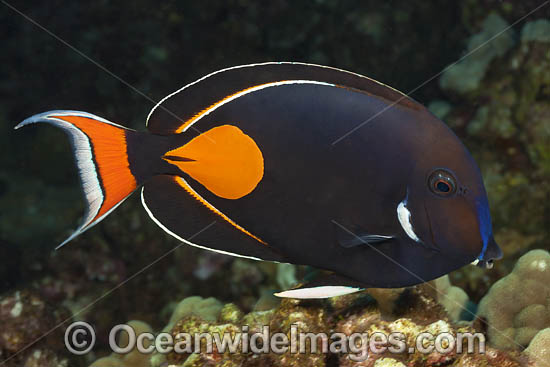 Achilles Tang photo