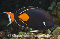 Achilles Tang Photo - David Fleetham