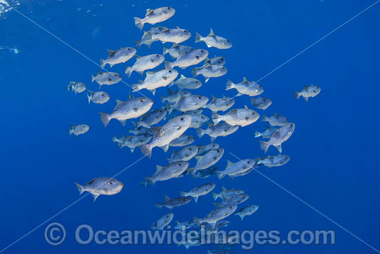 Spotted Oceanic Triggerfish photo