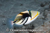 Picasso Triggerfish Photo - David Fleetham