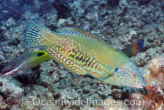 Yellowstripe Coris Wrasse (Coris flavovittata). Endemic to the islands of Hawaii, USA. Photo - David Fleetham Yellowstripe Coris Wrasse (Coris flavovittata). Endemic to the islands of Hawaii, USA. Photo - David Fleetham