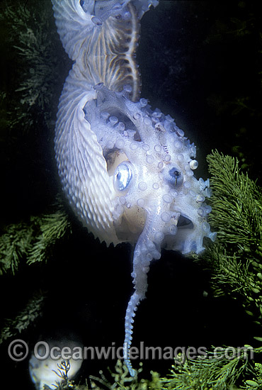 Paper Nautilus (Argonauta nodosa). Also known as Argonaut. Port Phillip Bay, Victoria, Australia Photo - Gary Bell Paper Nautilus (Argonauta nodosa). Also known as Argonaut. Port Phillip Bay, Victoria, Australia Photo - Gary Bell