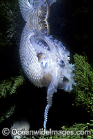 Paper Nautilus Argonauta nodosa Argonaut Photo - Gary Bell