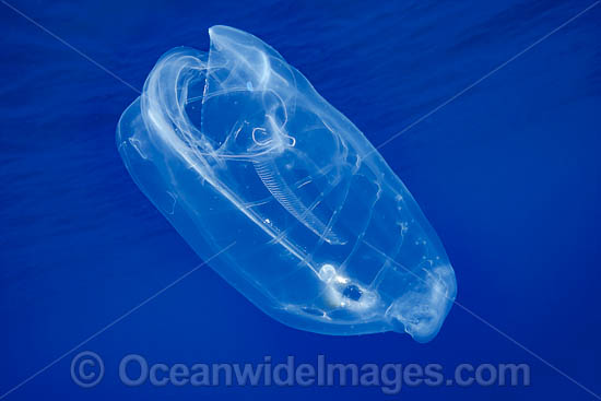 Pelagic Tunicate Salp photo