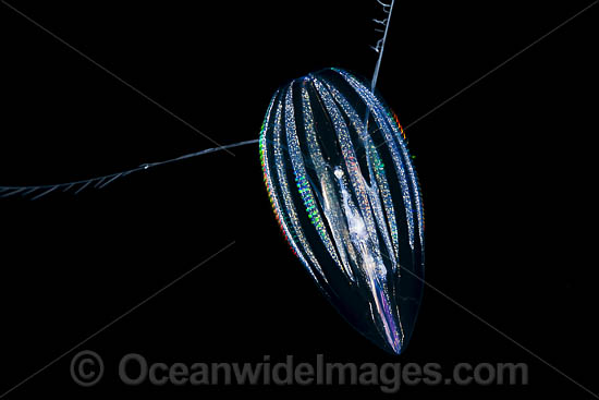 Comb-jelly or Sea Gooseberry (possibly: Pleurobrachia pileus). Photo taken off Hawaii, USA. Photo - David Fleetham Comb-jelly or Sea Gooseberry (possibly: Pleurobrachia pileus). Photo taken off Hawaii, USA. Photo - David Fleetham