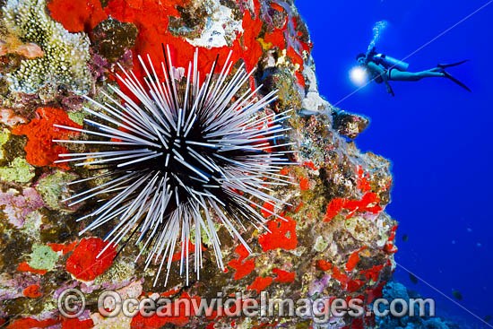 Diver observing a Banded Sea Urchin (Echinothrix calamaris). Hawaii, USA. Pacific Ocean. Photo - David Fleetham