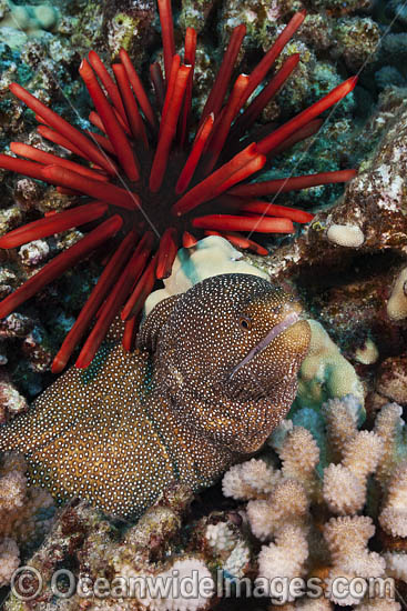 Whitemouth Moray Eel (Gymnothorax meleagris), and Slate Pencil Sea Urchin (Heterocentrotus mammillatus). Hawaii, USA. Pacific Ocean. Photo - David Fleetham Whitemouth Moray Eel (Gymnothorax meleagris), and Slate Pencil Sea Urchin (Heterocentrotus mammillatus). Hawaii, USA. Pacific Ocean. Photo - David Fleetham
