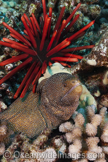 Moray eel and Slate Urchin photo