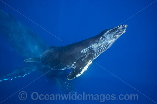 Humpback Whale mother and calf photo Humpback Whale mother and calf photo