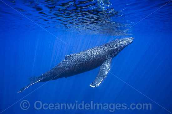 Humpback Whale photo