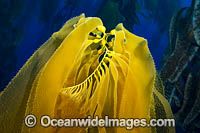 Giant Kelp Photo - David Fleetham