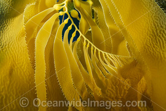 Giant Kelp (Macrocystis pyrifera). Photo taken off Santa Barbara Island, California, USA. Photo - David Fleetham Giant Kelp (Macrocystis pyrifera). Photo taken off Santa Barbara Island, California, USA. Photo - David Fleetham