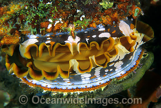 Thorny Oyster (Spondylus varius). Great Barrier Reef, Queensland, Australia Photo - Gary Bell Thorny Oyster (Spondylus varius). Great Barrier Reef, Queensland, Australia Photo - Gary Bell