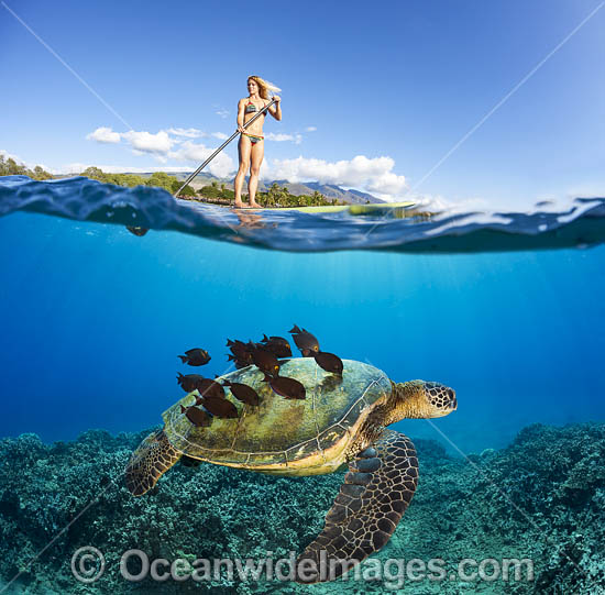 Girl on Paddleboard with Green Sea Turtle photo