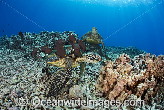 Surgeonfish cleaning Green Sea Turtle photo Surgeonfish cleaning Green Sea Turtle photo