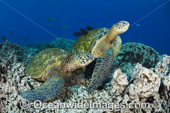 Green Sea Turtles at cleaning station photo