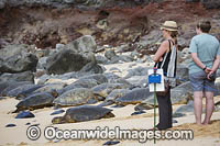 Tourists and Green Sea Turtles Photo - David Fleetham
