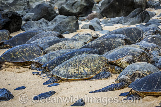 Green Sea Turtle on beach photo Green Sea Turtle on beach photo