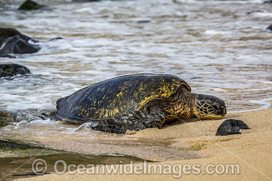 Green Sea Turtle on beach nesting photo