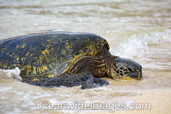 Green Sea Turtle on beach nesting photo