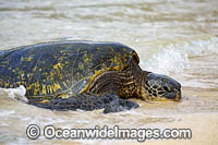 Green Sea Turtle on beach nesting Photo - David Fleetham