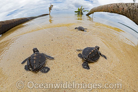 Green Sea Turtles hatchlings photo