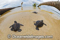 Green Sea Turtles hatchlings Photo - David Fleetham