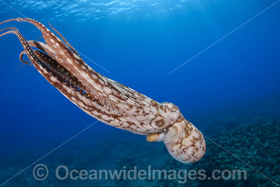 Day Octopus swimming photo