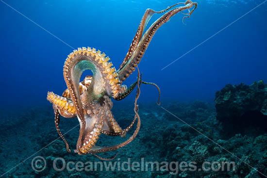 Day Octopus swimming photo
