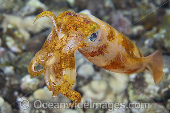Bigfin Reef Squid (Sepioteuthis lessoniana). Photo taken off Hawaii, USA. Photo - David Fleetham Bigfin Reef Squid (Sepioteuthis lessoniana). Photo taken off Hawaii, USA. Photo - David Fleetham