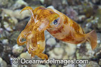 Bigfin Reef Squid Photo - David Fleetham
