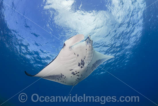 Manta Ray Manta alfredi photo