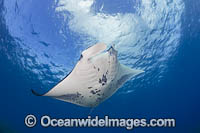 Manta Ray Manta alfredi Photo - David Fleetham