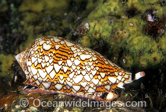 Extremely venomous Textile Cone (Conus textile). Great Barrier Reef, Queensland, Australia Photo - Gary Bell