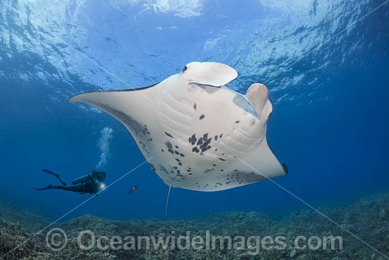 Diver and Manta Ray photo
