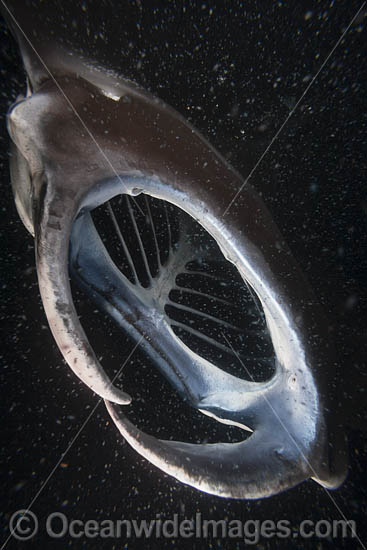 Manta Ray feeding on plankton photo