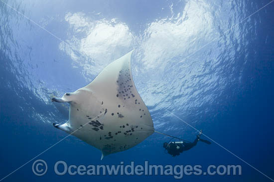 Diver and Manta Ray photo