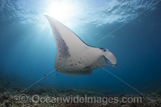 Manta Ray Manta alfredi photo