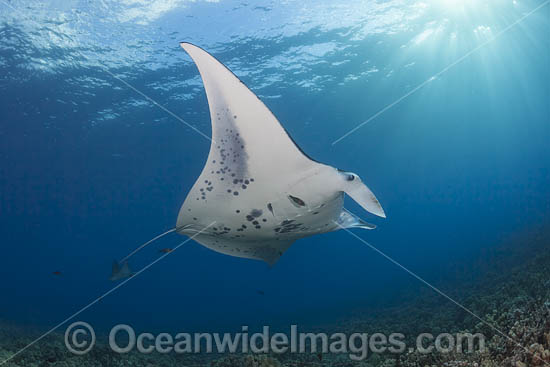 Manta Ray Manta alfredi photo