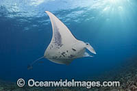 Manta Ray Manta alfredi Photo - David Fleetham