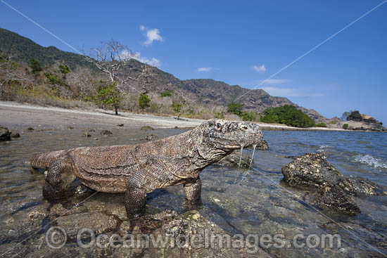 Komodo Dragon Rinca Island photo