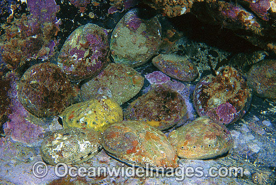 Cluster of Blacklip Abalone (Haliotis rubra). Also known as Earshell. Highly prized by commercial fishery. South Eastern Australia Photo - Gary Bell Cluster of Blacklip Abalone (Haliotis rubra). Also known as Earshell. Highly prized by commercial fishery. South Eastern Australia Photo - Gary Bell