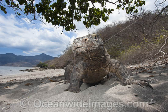Komodo Dragon (Varanus komodoensis). World's largest lizard found on Komodo, Rinca, Flores, and Gili Motang Islands, Indonesia. Photo taken on Rinca Island, Indonesia. Listed as Vulnerable species on the IUCN Red List. Within the Coral Triangle. Photo - David Fleetham Komodo Dragon (Varanus komodoensis). World's largest lizard found on Komodo, Rinca, Flores, and Gili Motang Islands, Indonesia. Photo taken on Rinca Island, Indonesia. Listed as Vulnerable species on the IUCN Red List. Within the Coral Triangle. Photo - David Fleetham